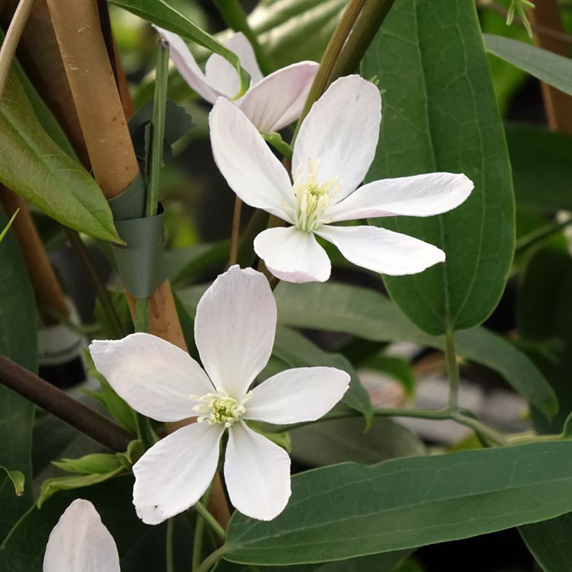 Clematis armandii Apple Blossom (Flowering)