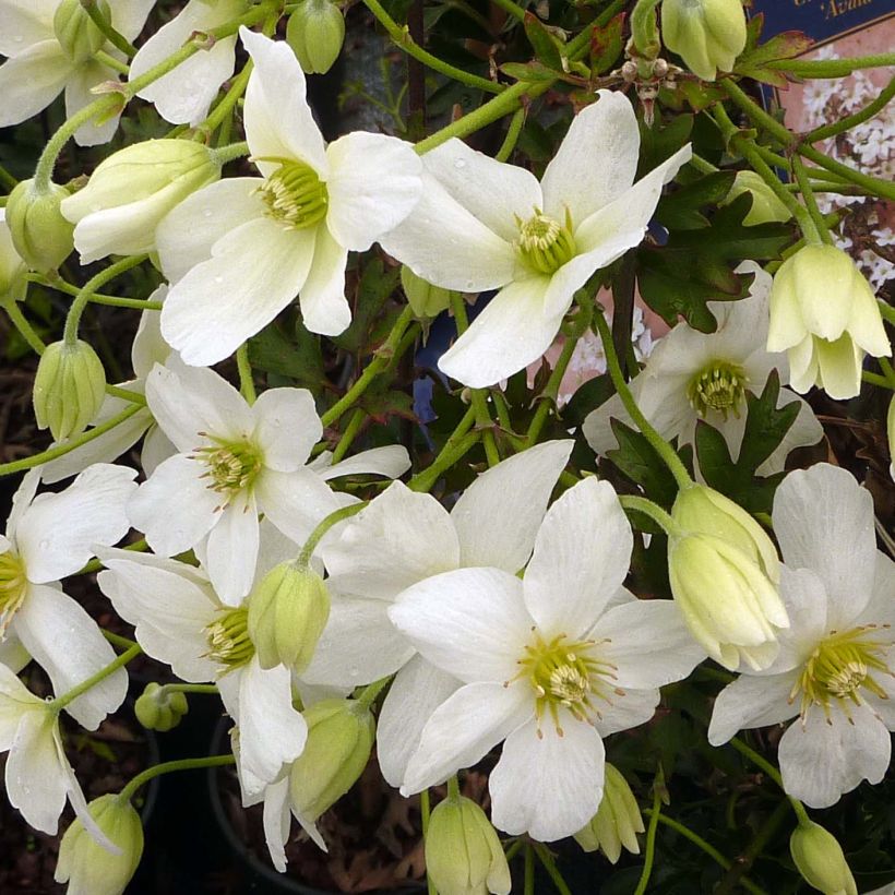 Clematis Avalanche - Clematide (Fioritura)