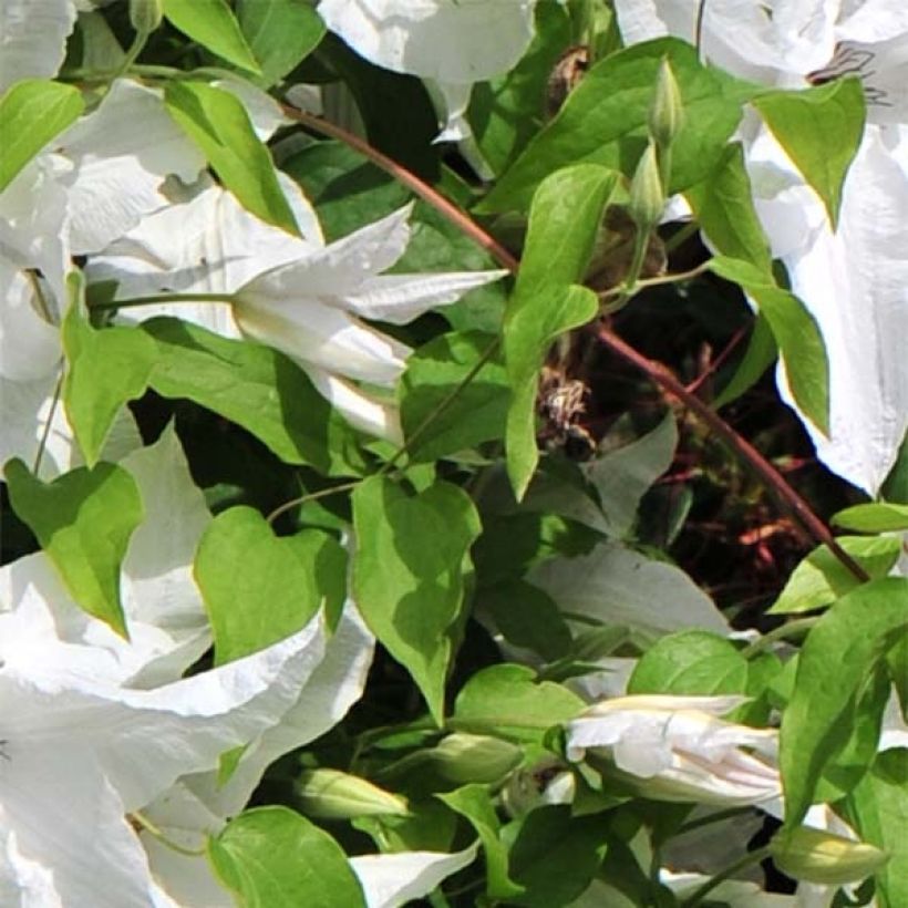 Clematis Beautiful Bride - Clematide (Fogliame)