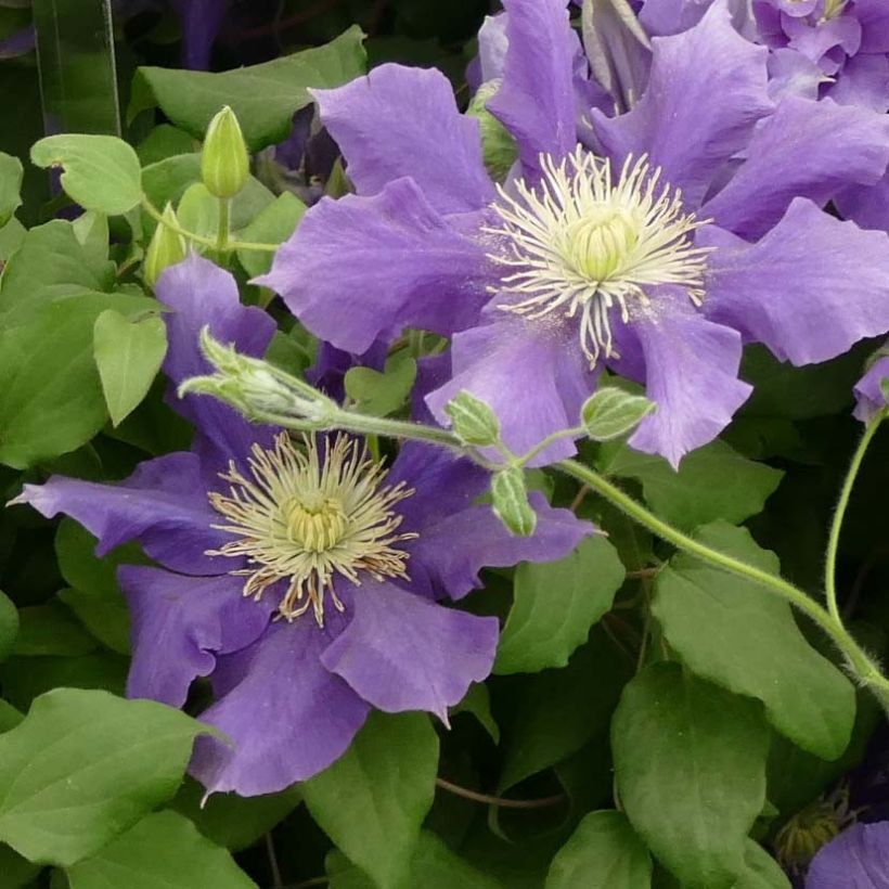 Clematis Chevalier - Clematide (Fioritura)
