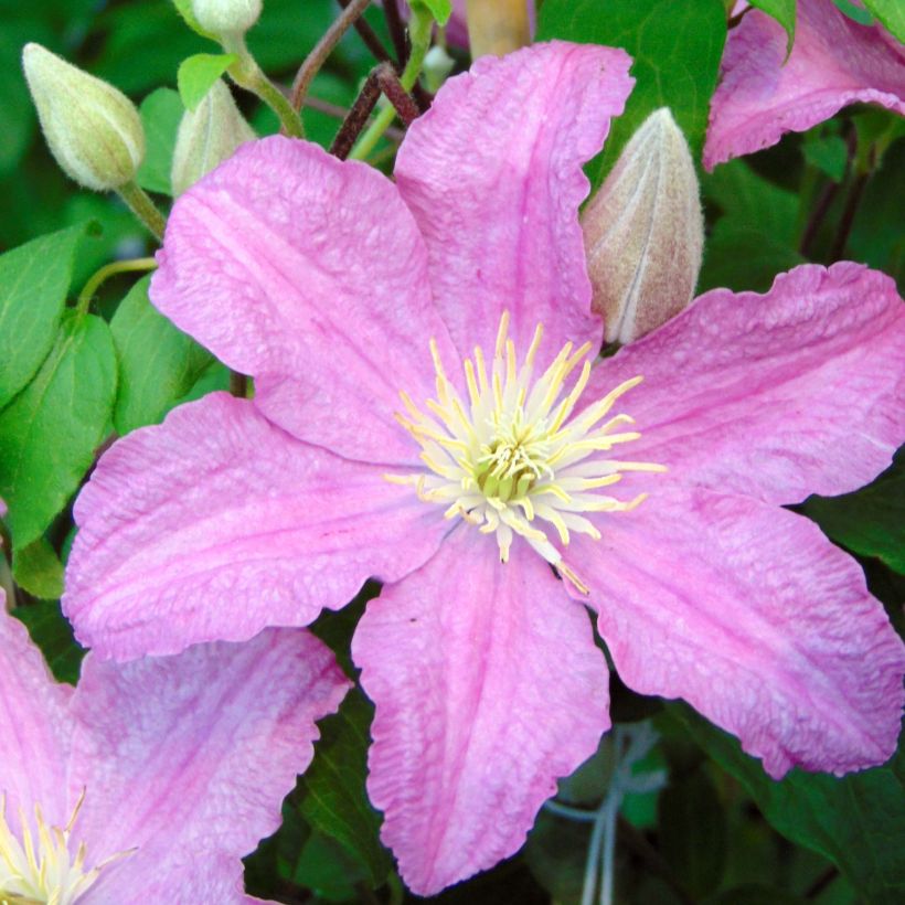 Clematis Comtesse de Bouchaud - Clematide (Fioritura)