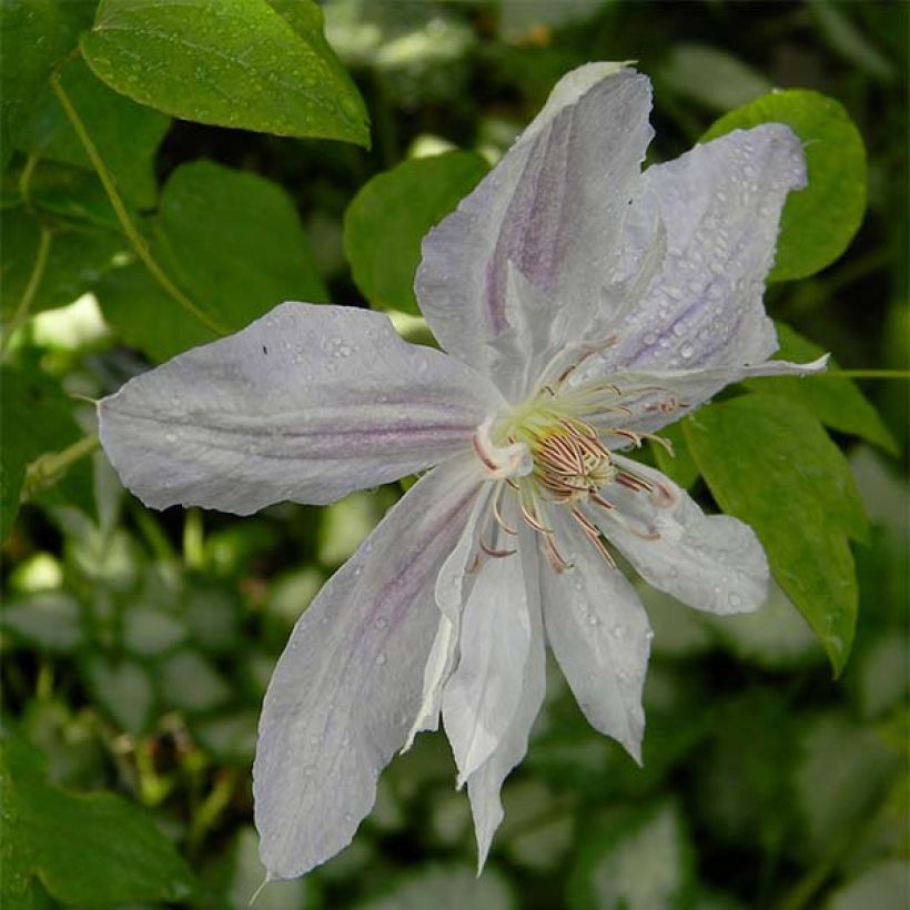 Clematis jackmanii Alba - Clematide (Flowering)