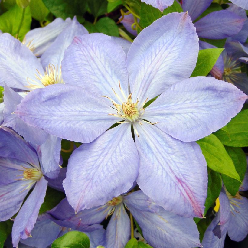 Clematis Mrs Cholmondeley - Clematide (Flowering)