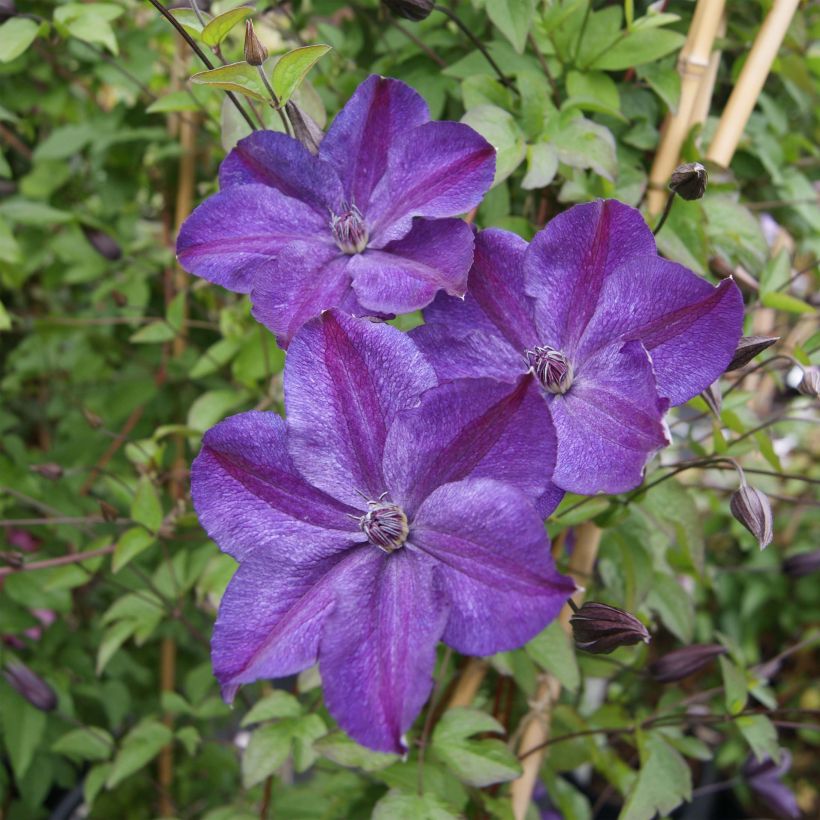 Clematis Supernight - Clematide (Fioritura)