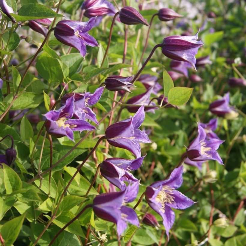 Clematis texensis Prince William - Clematide (Flowering)