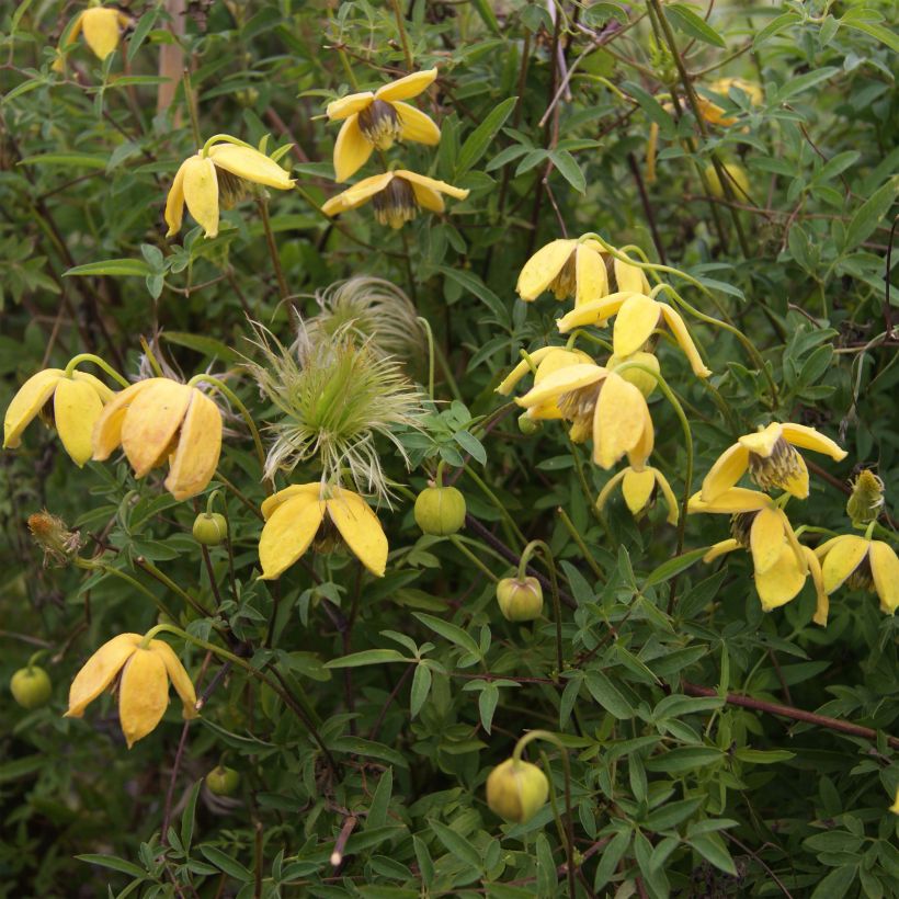 Clematis tibetana var. vernayi Orange Peel - Clematide (Fioritura)
