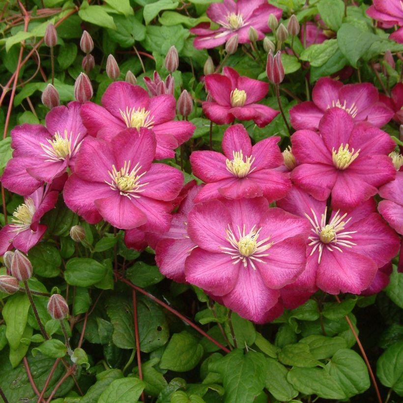 Clematis Ville de Lyon - Clematide (Plant habit)
