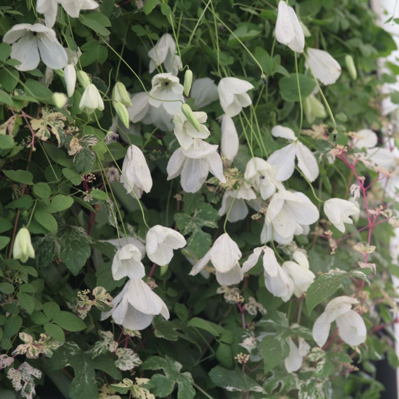 Clematis Maria Cornelia - Clematide (Fioritura)