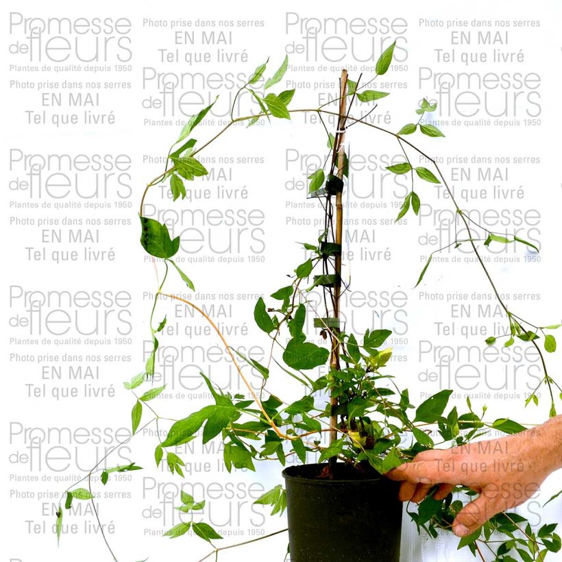 Esempio di esemplare Clematis Aphrodite - Clematide Vaso da 2L/3L come consegnato