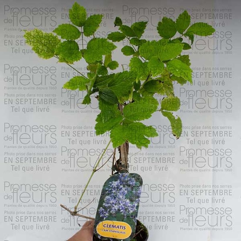 Esempio di esemplare Clématite - Clematis I am Stanislaus Pot de 2L/3L come consegnato