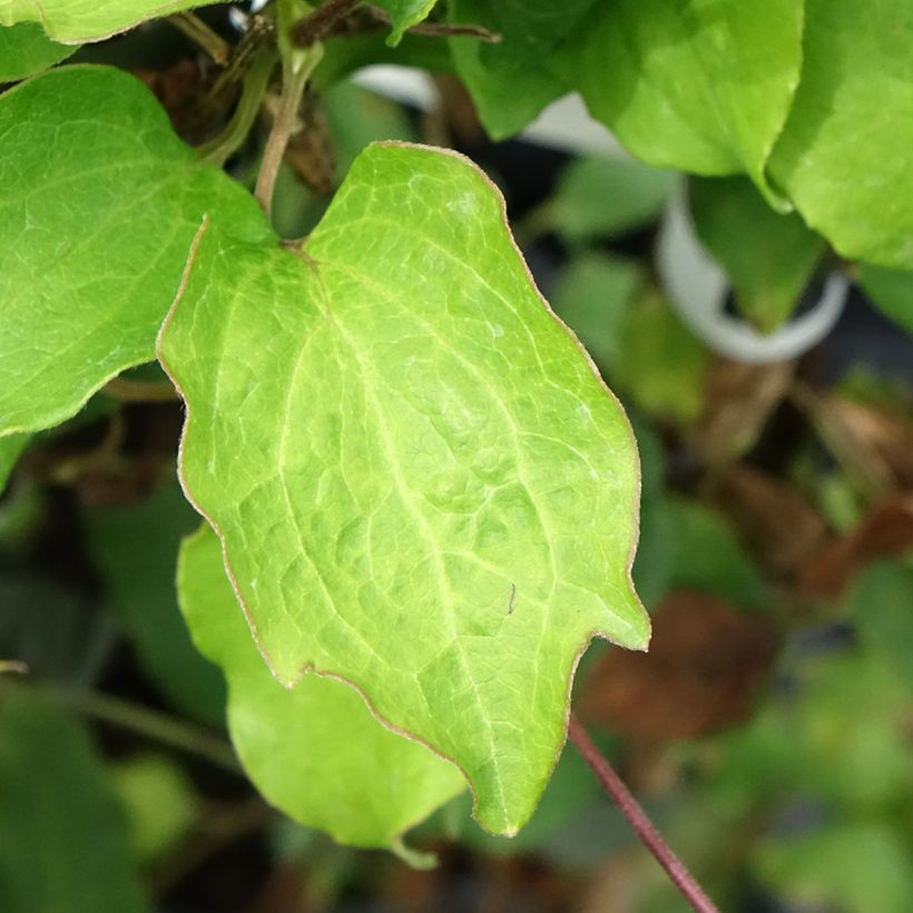 Clematis Bee's Jubilée - Clematide (Fogliame)