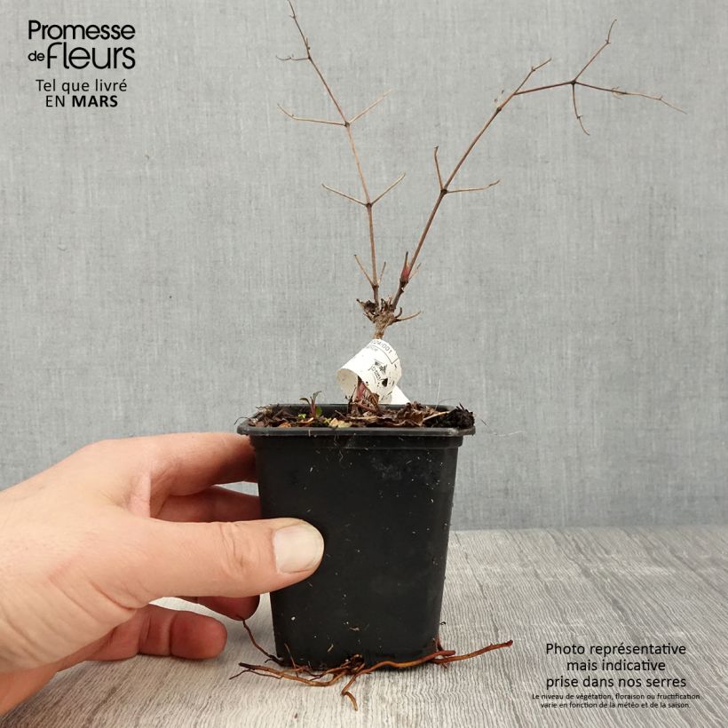 Clematis Blekitny aniol - Clematide Vasetto da 8/9 cm esemplare consegnato in primavera