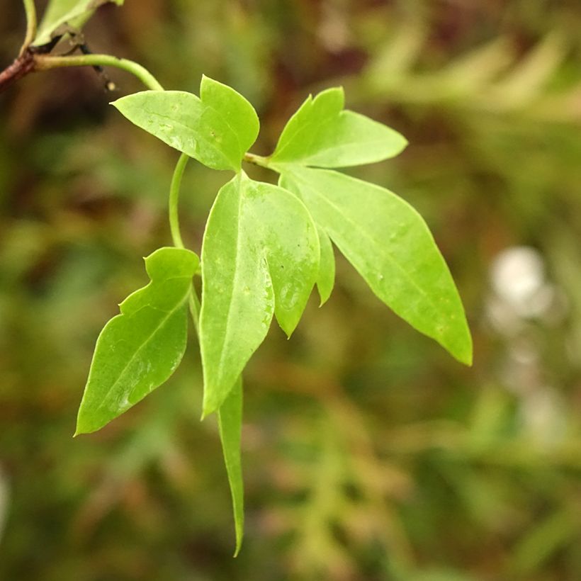 Clematis napaulensis Christmas Surprise - Clematide (Foliage)