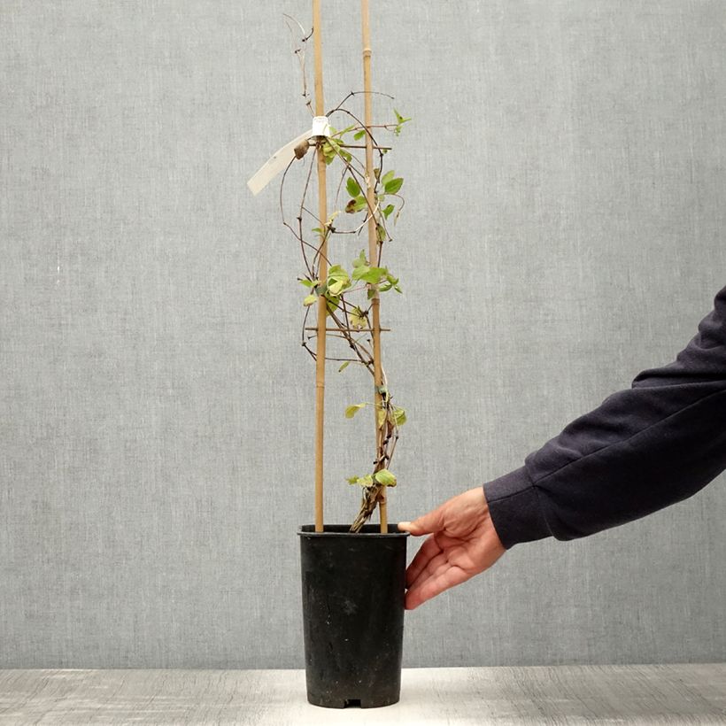 Esemplare di Clematis cirrhosa Wisley Cream Vaso da 2L/3L consegnato in estate