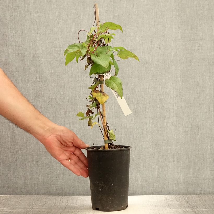 Esemplare di Clematis Alice Fisk - Clematide Vaso da 2L/3L consegnato in estate
