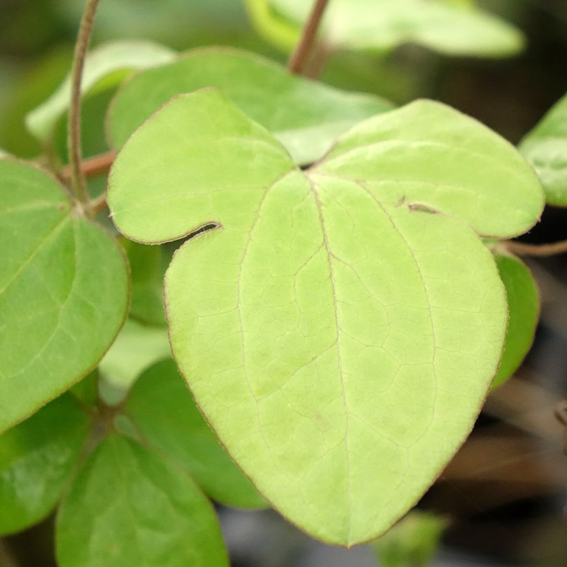 Clematis Andromeda - Clematide (Fogliame)