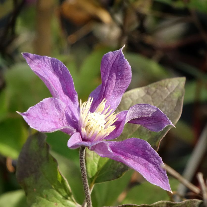 Clematis Arabella - Clematide (Fioritura)