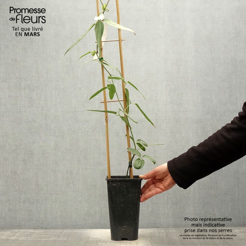 Clematis armandii Hendersonii Rubra Vaso da 2L/3L esemplare consegnato in primavera