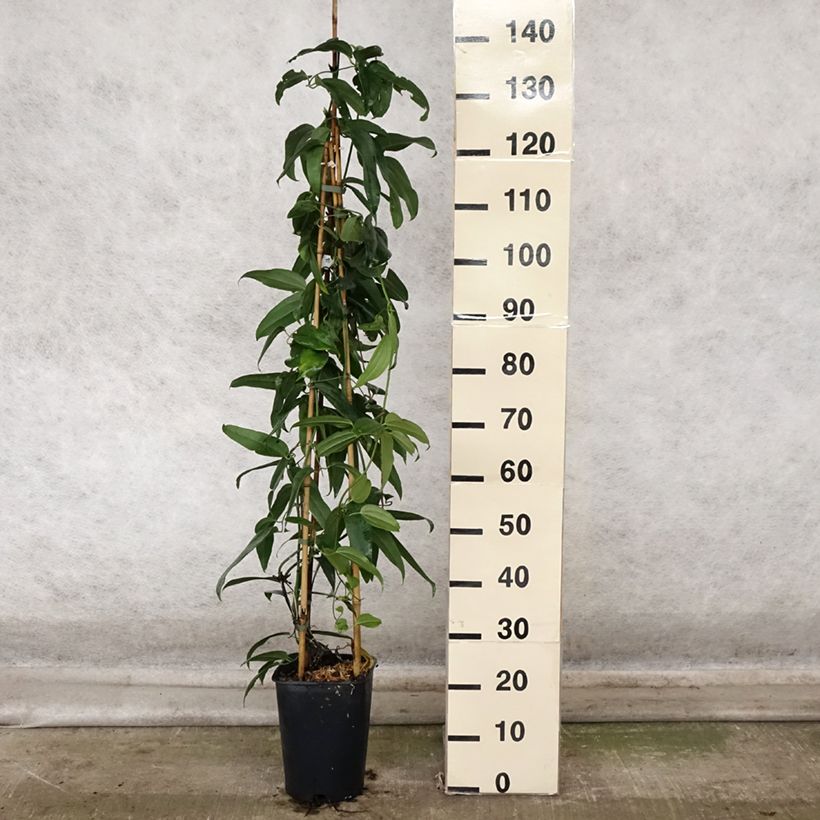 Esemplare di Clematis armandii - Clematide Vaso da 4L/5L come consegnato in autunno