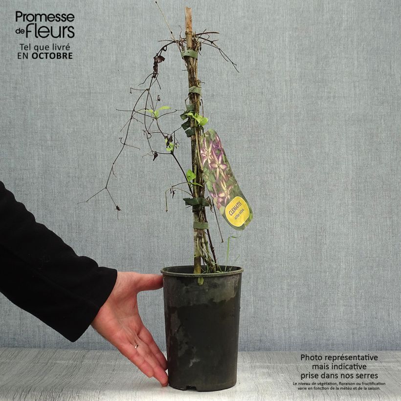 Esemplare di Clematis viticella Astra nova - Clematide Vaso da 2L/3L come consegnato in autunno