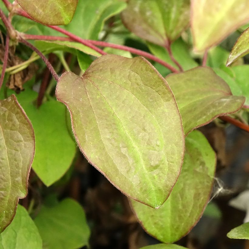 Clematis Beauty of Worcester - Clematide (Fogliame)