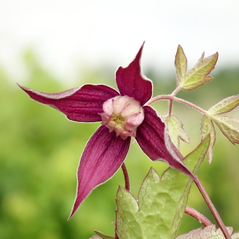 Clematis Brunette - Clematide (Fioritura)