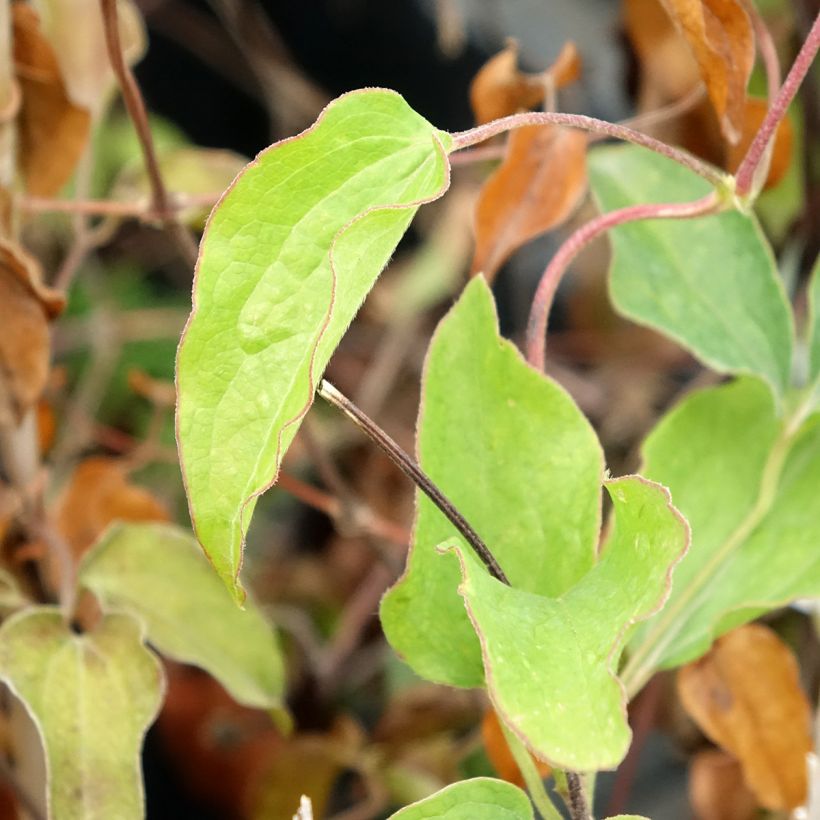 Clematis Carnaby - Clematide (Foliage)