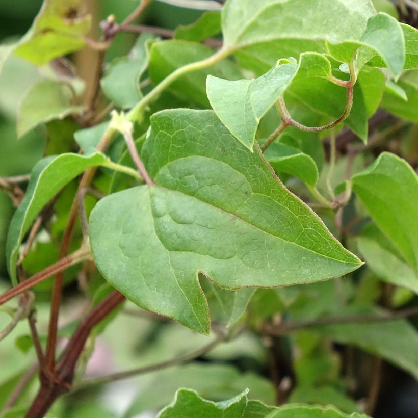 Clematis Caroline - Clematide (Fogliame)