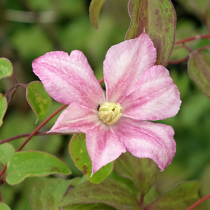Clematis Caroline - Clematide (Fioritura)