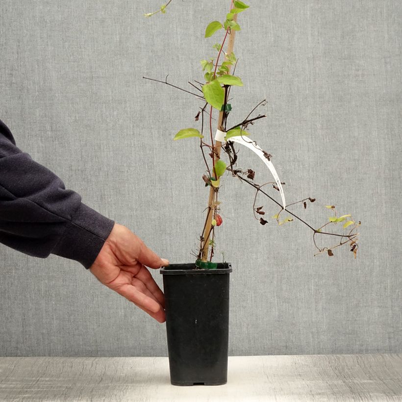 Esemplare di Clematis Cezanne - Clematide Vaso da 1,5L/2L consegnato in estate