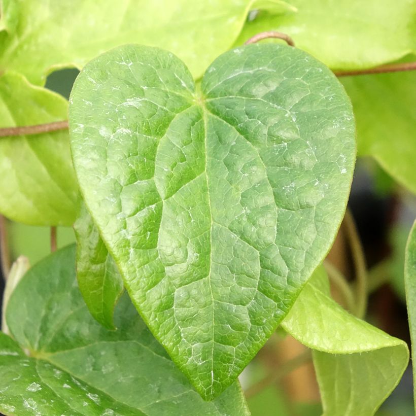 Clematis Couronne Royale - Clematide (Foliage)