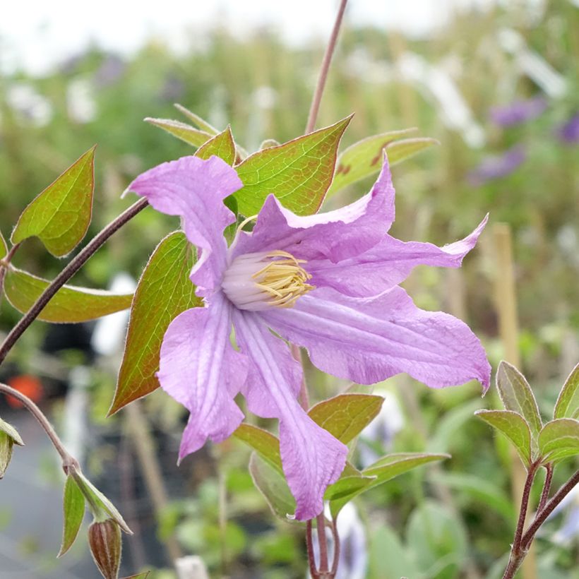 Clematis East River - Clematide (Fioritura)