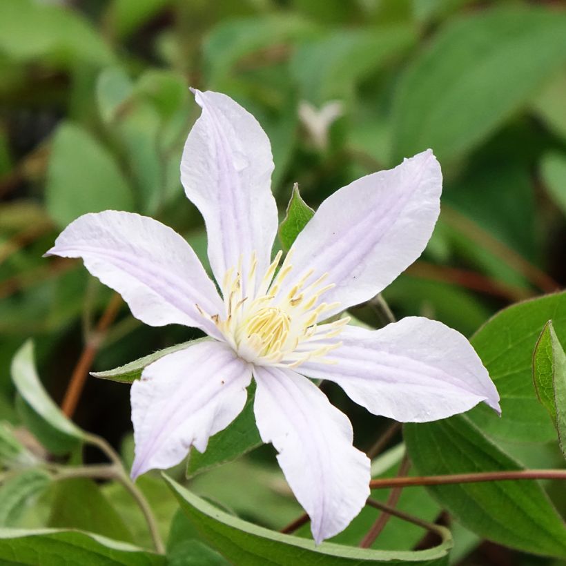 Clematis Clematis River Star - Clematide (Fioritura)