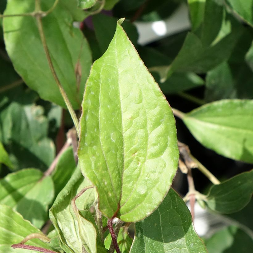 Clematis Stella Bella - Clematide (Fogliame)