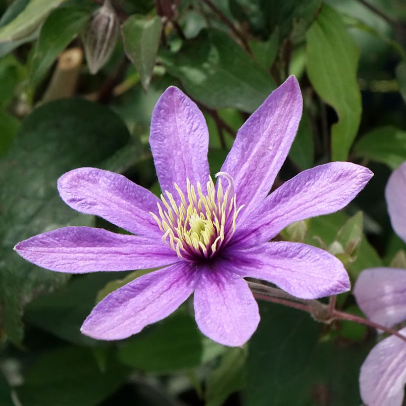 Clematis Stella Bella - Clematide (Fioritura)