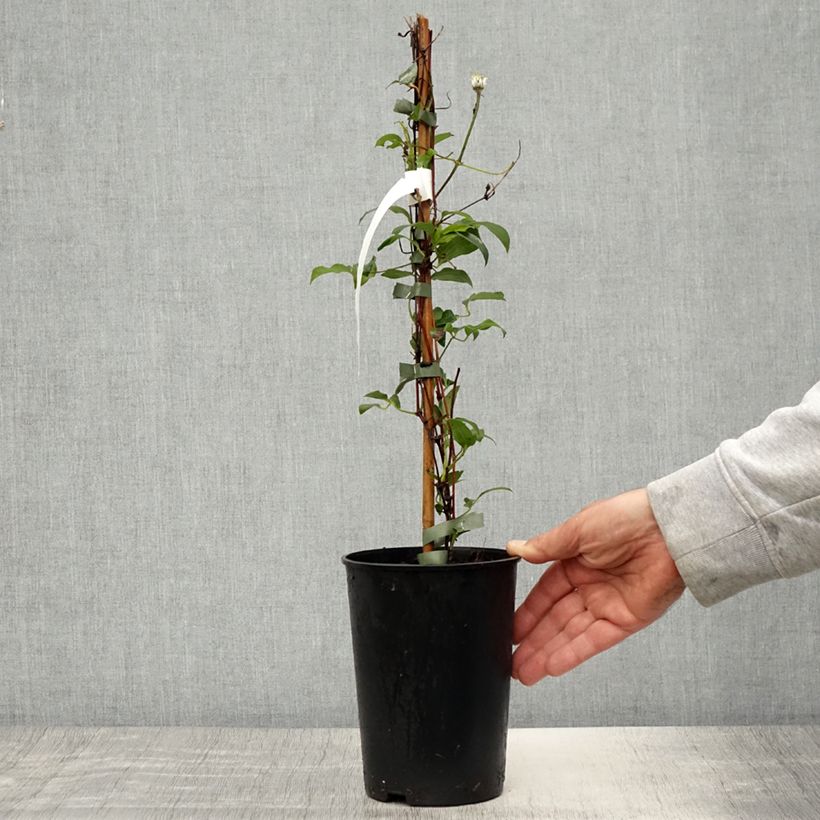 Clematis Stella Bella - Clematide Vaso da 1,5L/2L esemplare consegnato in primavera