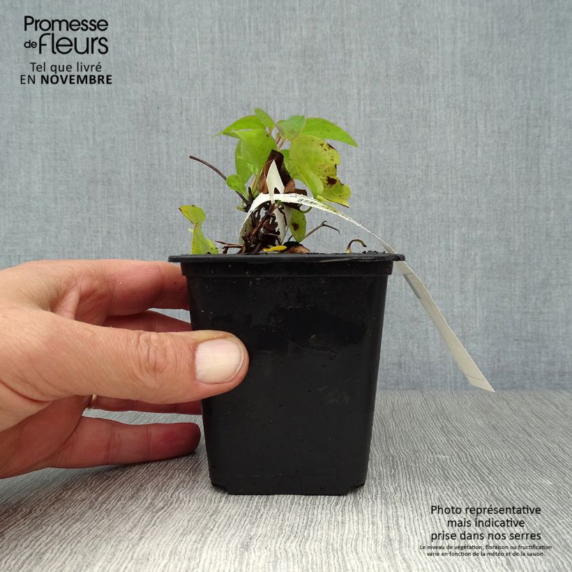 Esemplare di Clematis Duchess of Edinburgh - Clematide Vasetto da 8/9 cm come consegnato in autunno