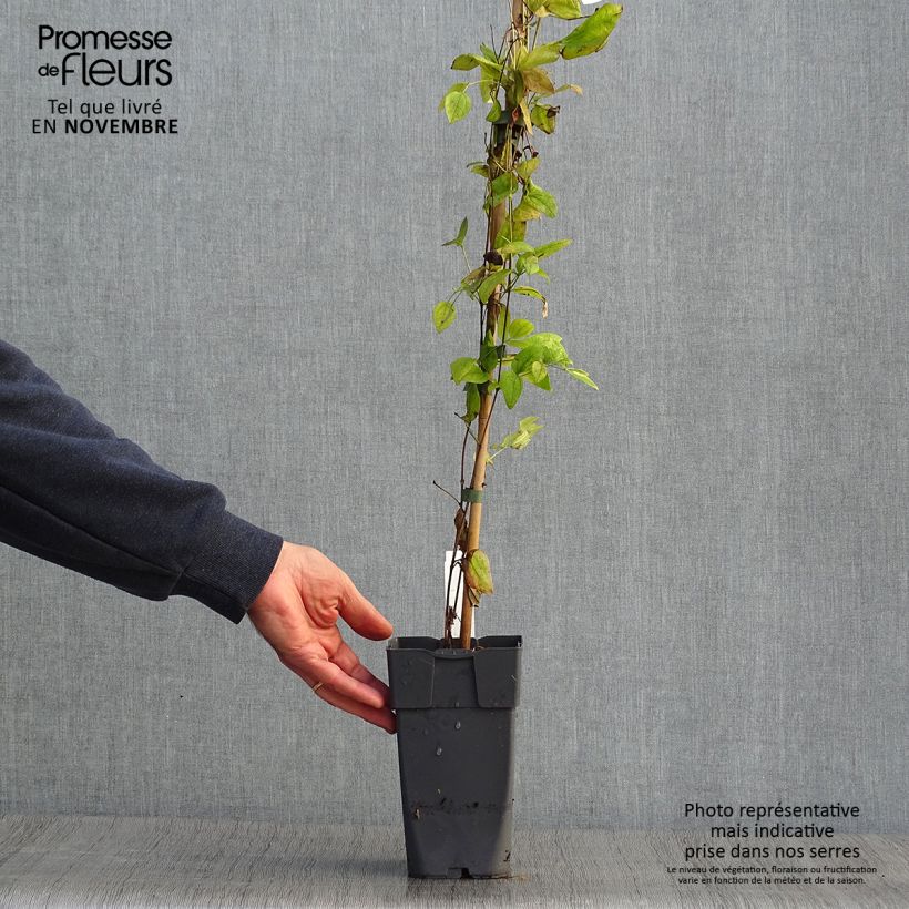 Esemplare di Clematis Eriostemon - Clematide Vaso da 2L/3L come consegnato in autunno