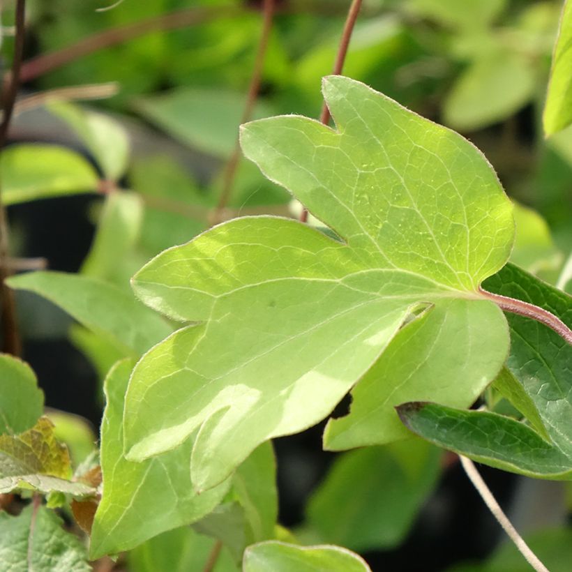 Clematis viticella Ernest Marckham - Clematide (Fogliame)
