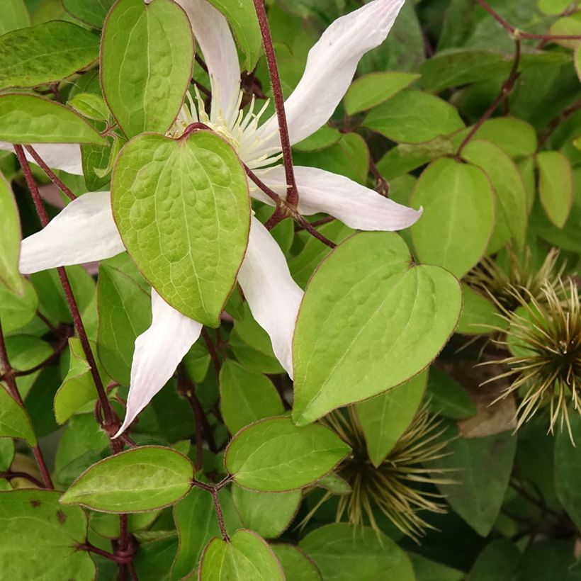 Clematis Etoile Nacrée - Clematide (Fogliame)