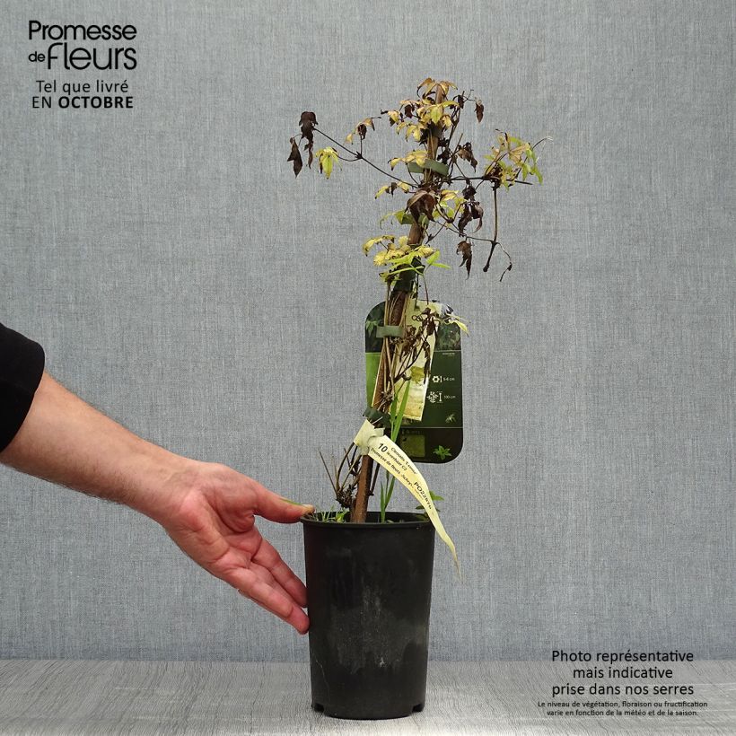 Esemplare di Clematis Eximia - Clematide Vaso da 2L/3L come consegnato in autunno