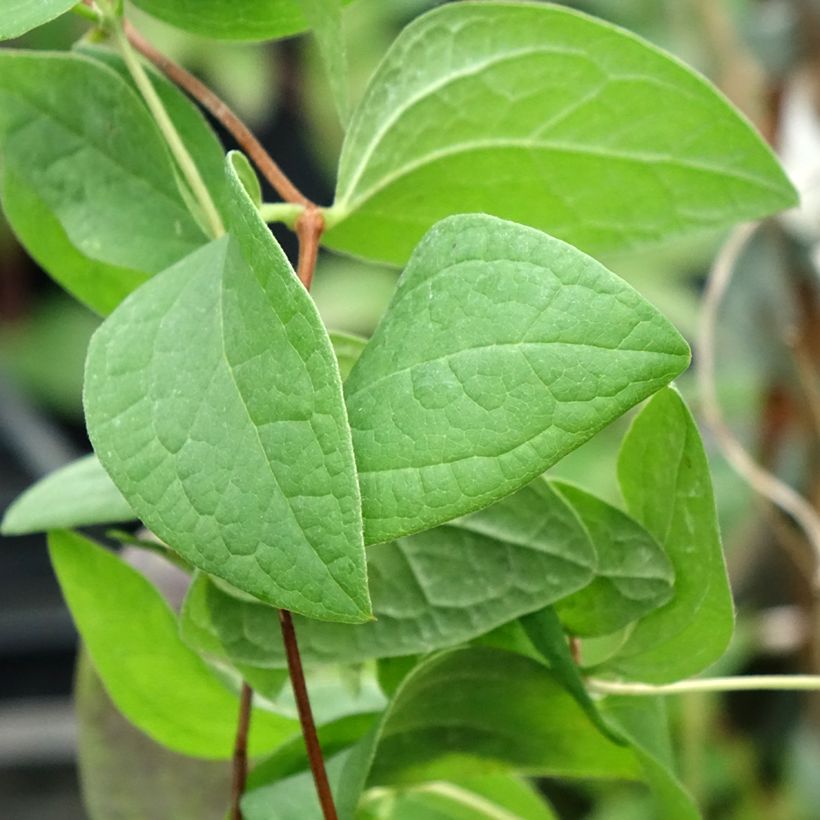 Clematis Fascination - Clematide (Fogliame)