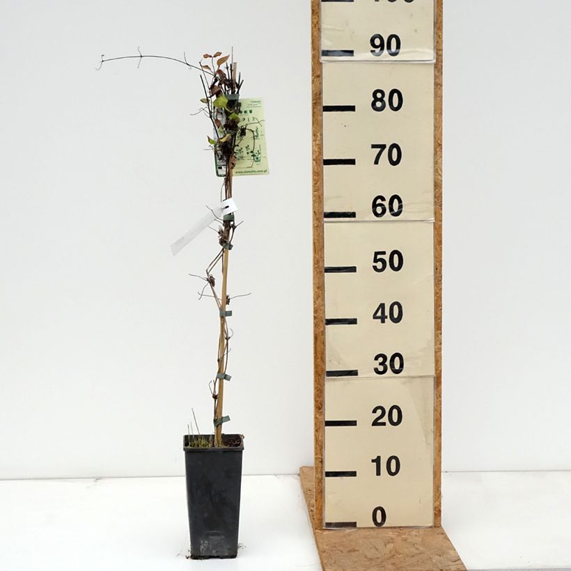 Esemplare di Clematis First Love - Clematide Vaso da 2L/3L come consegnato in autunno