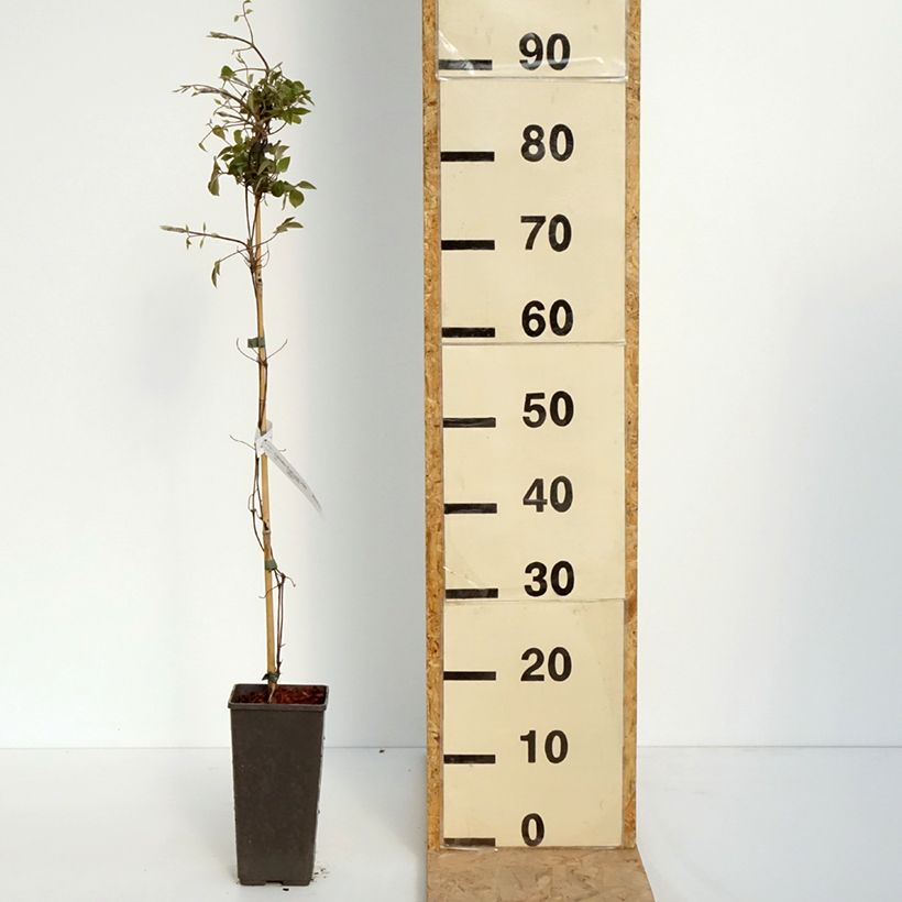 Clematis First Love - Clematide Vaso da 2L/3L esemplare consegnato in primavera