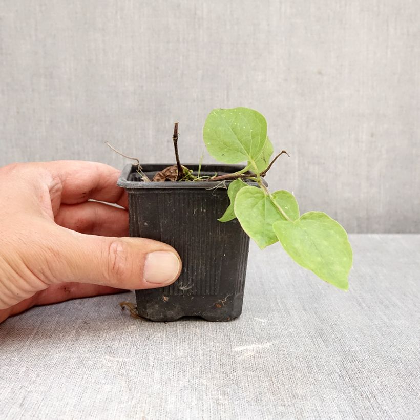 Esemplare di Clematis Général Sikorski - Clematide Vasetto da 8/9 cm come consegnato in autunno