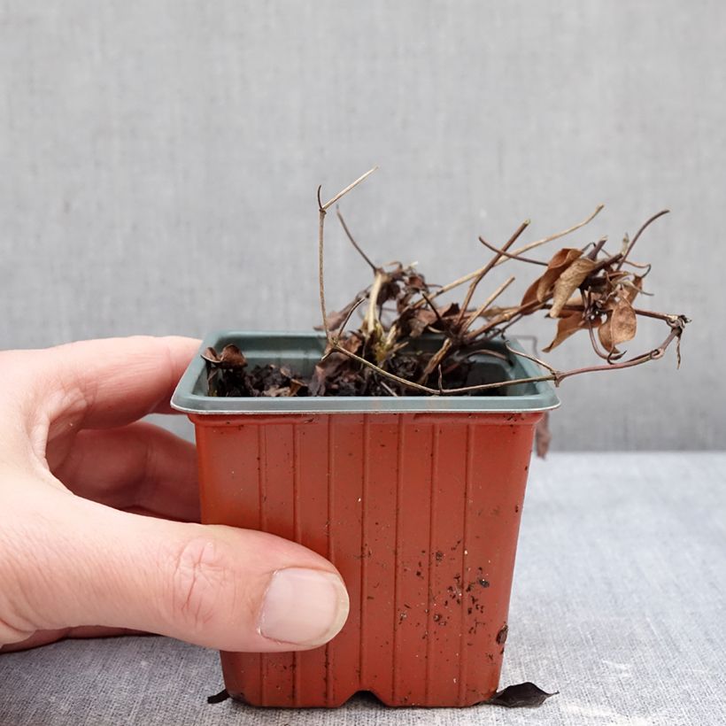 Clématite - Clematis Guernsey Flute Vasetto da 8/9 cm esemplare consegnato in inverno