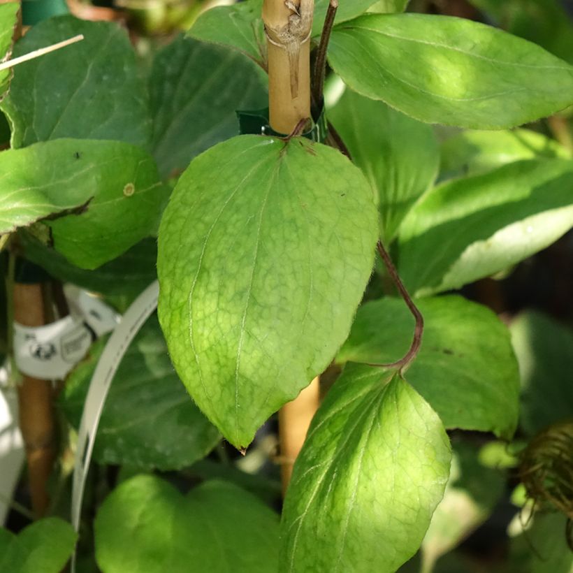 Clematis H. F. Young - Clematide (Foliage)