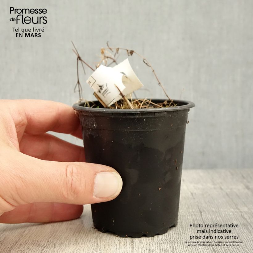 Clematis Hagley hybride - Clematide Vasetto da 8/9 cm esemplare consegnato in primavera