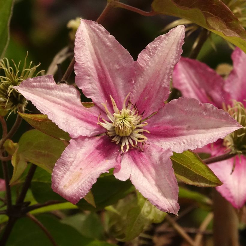 Clematis Hanagurama - Clematide (Fioritura)