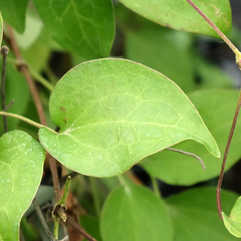 Clematis Hania - Clematide (Foliage)